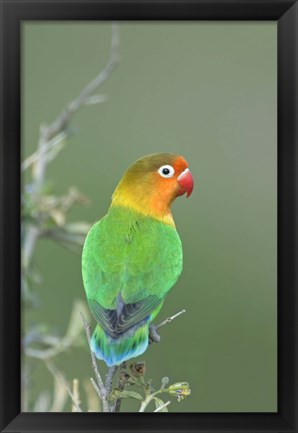 Framed Close-up of a Fischer&#39;s lovebird perching on a branch, Ngorongoro Conservation Area, Arusha Region, Tanzania Print