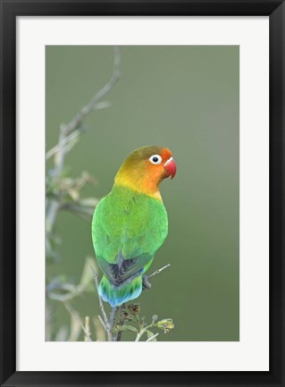 Framed Close-up of a Fischer&#39;s lovebird perching on a branch, Ngorongoro Conservation Area, Arusha Region, Tanzania Print