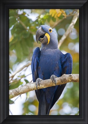 Framed Hyacinth macaw, Brazil Print