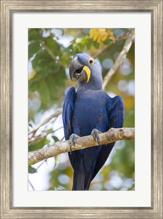 Framed Hyacinth macaw, Brazil Print