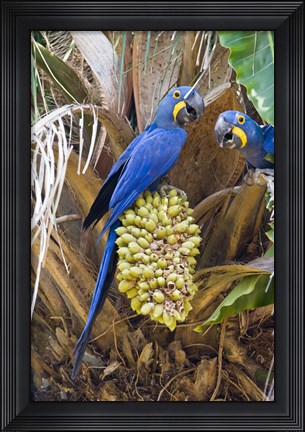 Framed Hyacinth macaws eating palm nuts, Three Brothers River, Meeting of the Waters State Park, Pantanal Wetlands, Brazil Print