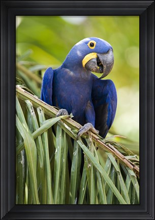Framed Close-up of a Hyacinth macaw, Three Brothers River, Meeting of the Waters State Park, Pantanal Wetlands, Brazil Print