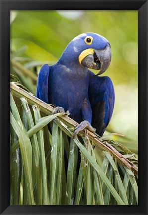 Framed Close-up of a Hyacinth macaw, Three Brothers River, Meeting of the Waters State Park, Pantanal Wetlands, Brazil Print