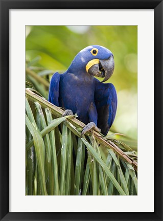 Framed Close-up of a Hyacinth macaw, Three Brothers River, Meeting of the Waters State Park, Pantanal Wetlands, Brazil Print