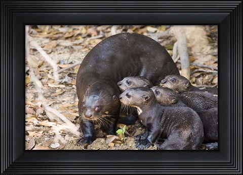 Framed Otter with Cubs, Three Brothers River, Meeting of the Waters State Park, Pantanal Wetlands, Brazil Print