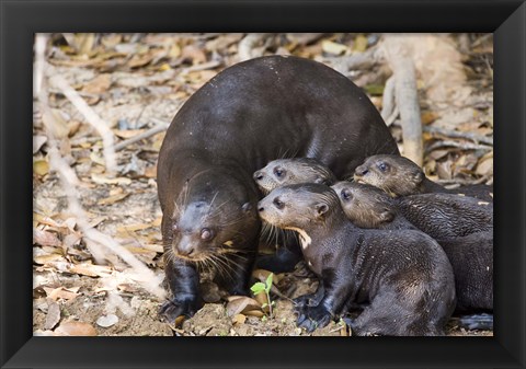 Framed Otter with Cubs, Three Brothers River, Meeting of the Waters State Park, Pantanal Wetlands, Brazil Print