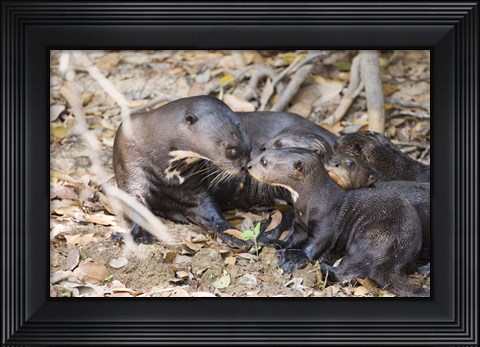 Framed Giant Otter with its Cubs, Three Brothers River, Pantanal Wetlands, Brazil Print