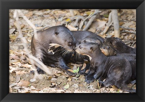 Framed Giant Otter with its Cubs, Three Brothers River, Pantanal Wetlands, Brazil Print