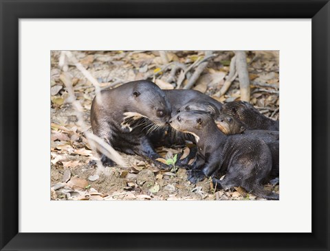 Framed Giant Otter with its Cubs, Three Brothers River, Pantanal Wetlands, Brazil Print