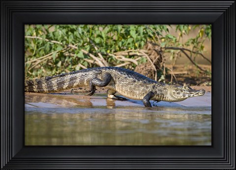 Framed Yacare caiman at riverbank, Three Brothers River, Meeting of the Waters State Park, Pantanal Wetlands, Brazil Print
