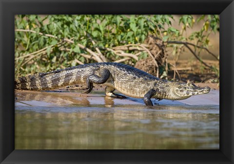 Framed Yacare caiman at riverbank, Three Brothers River, Meeting of the Waters State Park, Pantanal Wetlands, Brazil Print