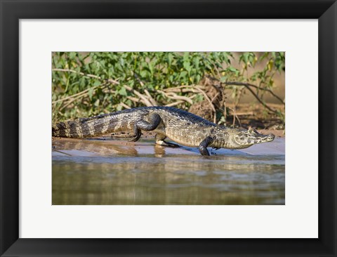 Framed Yacare caiman at riverbank, Three Brothers River, Meeting of the Waters State Park, Pantanal Wetlands, Brazil Print