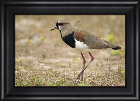 Framed Close-up of a Southern lapwing, Three Brothers River, Meeting of the Waters State Park, Pantanal Wetlands, Brazil Print