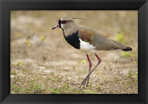Framed Close-up of a Southern lapwing, Three Brothers River, Meeting of the Waters State Park, Pantanal Wetlands, Brazil Print