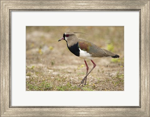 Framed Close-up of a Southern lapwing, Three Brothers River, Meeting of the Waters State Park, Pantanal Wetlands, Brazil Print