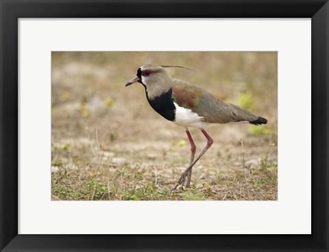 Framed Close-up of a Southern lapwing, Three Brothers River, Meeting of the Waters State Park, Pantanal Wetlands, Brazil Print