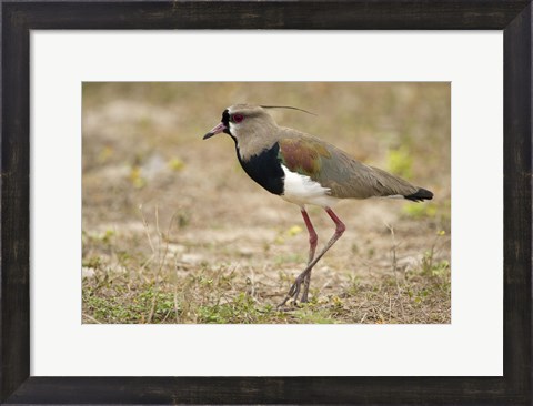 Framed Close-up of a Southern lapwing, Three Brothers River, Meeting of the Waters State Park, Pantanal Wetlands, Brazil Print