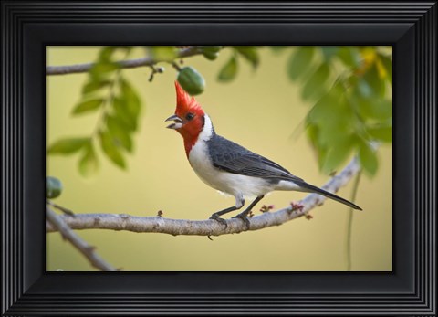 Framed Red-Crested cardinal on a branch, Three Brothers River, Meeting of the Waters State Park, Pantanal Wetlands, Brazil Print
