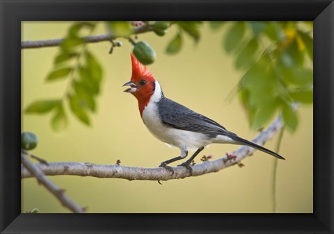 Framed Red-Crested cardinal on a branch, Three Brothers River, Meeting of the Waters State Park, Pantanal Wetlands, Brazil Print