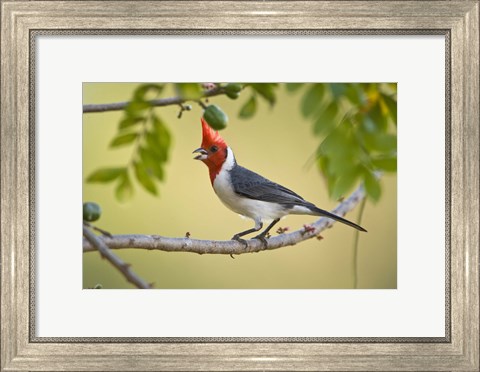 Framed Red-Crested cardinal on a branch, Three Brothers River, Meeting of the Waters State Park, Pantanal Wetlands, Brazil Print