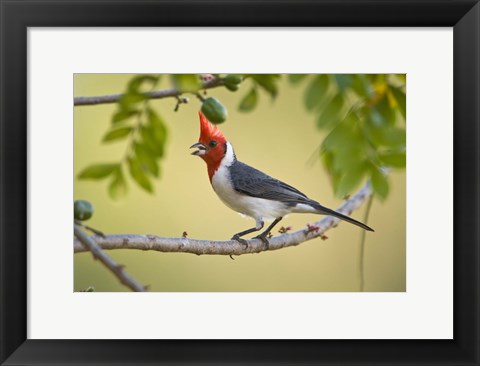 Framed Red-Crested cardinal on a branch, Three Brothers River, Meeting of the Waters State Park, Pantanal Wetlands, Brazil Print