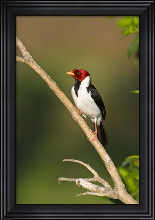 Framed Yellow-Billed cardinal on a branch, Three Brothers River, Pantanal Wetlands, Brazil (vertical) Print