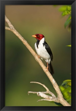 Framed Yellow-Billed cardinal on a branch, Three Brothers River, Pantanal Wetlands, Brazil (vertical) Print