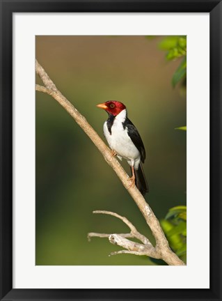 Framed Yellow-Billed cardinal on a branch, Three Brothers River, Pantanal Wetlands, Brazil (vertical) Print