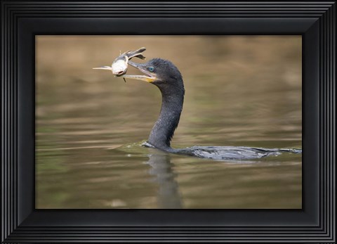 Framed Neotropic cormorant with fish in beak, Three Brothers River, Meeting of the Waters State Park, Pantanal Wetlands, Brazil Print