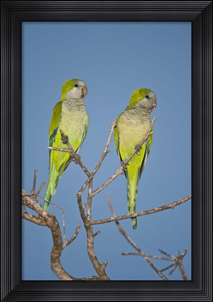 Framed Pair of Monk parakeets perching on a branch, Three Brothers River, Meeting of Waters State Park, Pantanal Wetlands, Brazil Print