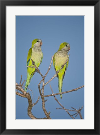 Framed Pair of Monk parakeets perching on a branch, Three Brothers River, Meeting of Waters State Park, Pantanal Wetlands, Brazil Print