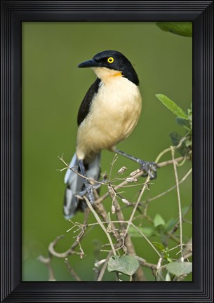 Framed Close-up of a Black-Capped donacobius, Three Brothers River, Meeting of the Waters State Park, Pantanal Wetlands, Brazil Print