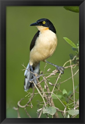 Framed Close-up of a Black-Capped donacobius, Three Brothers River, Meeting of the Waters State Park, Pantanal Wetlands, Brazil Print