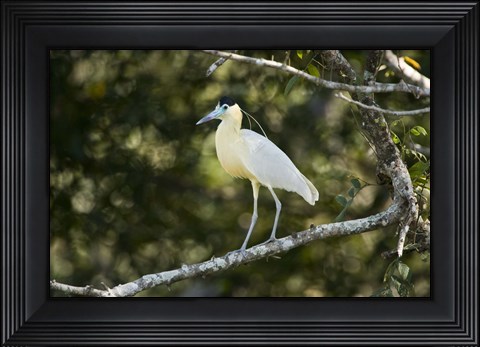 Framed Capped heron perching on a branch, Three Brothers River, Meeting of the Waters State Park, Pantanal Wetlands, Brazil Print