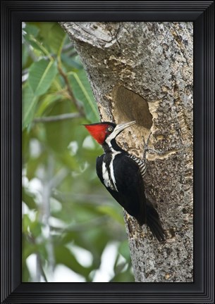 Framed Crimson Crested woodpecker, Three Brothers River, Meeting of the Waters State Park, Pantanal Wetlands, Brazil Print