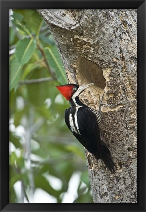Framed Crimson Crested woodpecker, Three Brothers River, Meeting of the Waters State Park, Pantanal Wetlands, Brazil Print