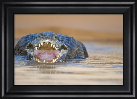 Framed Yacare caiman in a river, Three Brothers River, Meeting of the Waters State Park, Pantanal Wetlands, Brazil Print