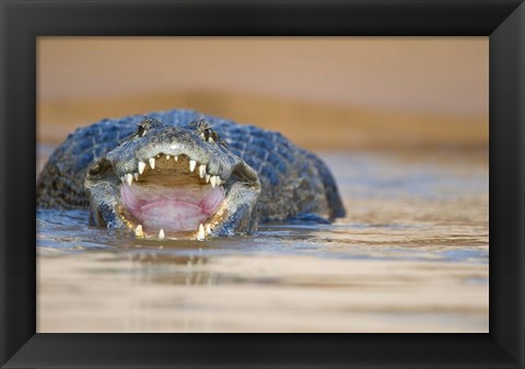 Framed Yacare caiman in a river, Three Brothers River, Meeting of the Waters State Park, Pantanal Wetlands, Brazil Print