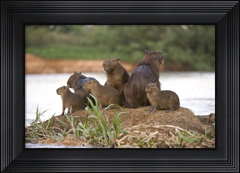 Framed Capybara family on a rock, Three Brothers River, Meeting of the Waters State Park, Pantanal Wetlands, Brazil Print