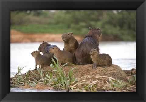 Framed Capybara family on a rock, Three Brothers River, Meeting of the Waters State Park, Pantanal Wetlands, Brazil Print