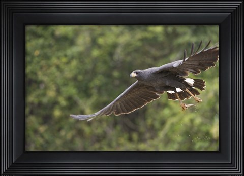 Framed Great Black hawk in flight, Three Brothers River, Meeting of the Waters State Park, Pantanal Wetlands, Brazil Print