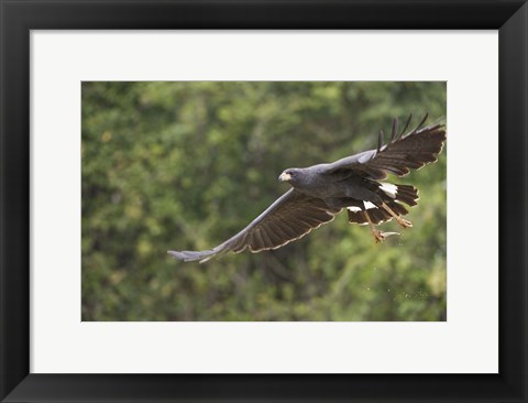 Framed Great Black hawk in flight, Three Brothers River, Meeting of the Waters State Park, Pantanal Wetlands, Brazil Print