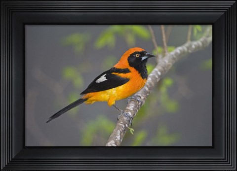 Framed Orange-Backed troupial perching on a branch, Three Brothers River, Meeting of the Waters State Park, Pantanal Wetlands, Brazil Print
