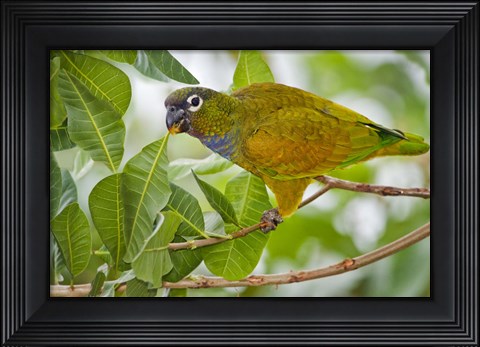 Framed Close-up of a Scaly-Headed parrot, Three Brothers River, Meeting of the Waters State Park, Pantanal Wetlands, Brazil Print
