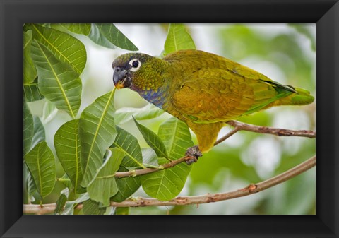 Framed Close-up of a Scaly-Headed parrot, Three Brothers River, Meeting of the Waters State Park, Pantanal Wetlands, Brazil Print