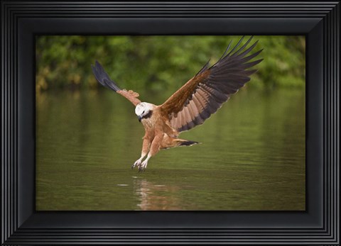Framed Black-Collared hawk pouncing over water, Three Brothers River, Meeting of Waters State Park, Pantanal Wetlands, Brazil Print
