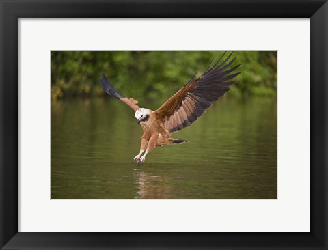 Framed Black-Collared hawk pouncing over water, Three Brothers River, Meeting of Waters State Park, Pantanal Wetlands, Brazil Print