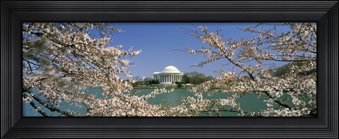 Framed Cherry blossom with memorial in the background, Jefferson Memorial, Tidal Basin, Washington DC, USA Print