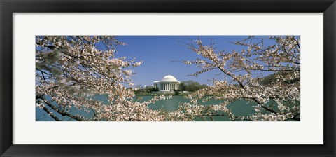 Framed Cherry blossom with memorial in the background, Jefferson Memorial, Tidal Basin, Washington DC, USA Print