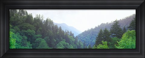 Framed Trees with a mountain range in the background, Great Smoky Mountains National Park, Tennessee, USA Print
